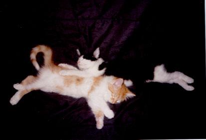 Velcro and Marmalade as kittens